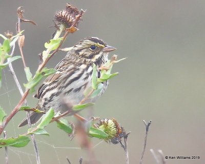 Savannah Sparrow, Belding's subspecies, California coast, 9-27-19, Jpa_04445.jpg