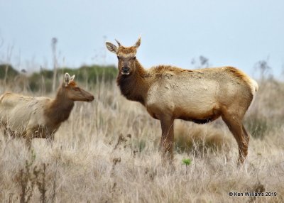 Tule Elk, Point Reyes, CA, 9-27-19, Jpa_04671.jpg