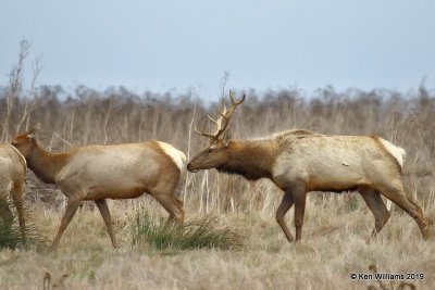 Tule Elk, Point Reyes, CA, 9-27-19, Jpa_04683.jpg