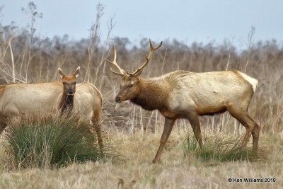 Tule Elk, Point Reyes, CA, 9-27-19, Jpa_04685.jpg