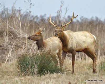 Tule Elk, Point Reyes, CA, 9-27-19, Jpa_04687.jpg