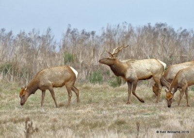 Tule Elk, Point Reyes, CA, 9-27-19, Jpa_04693.jpg