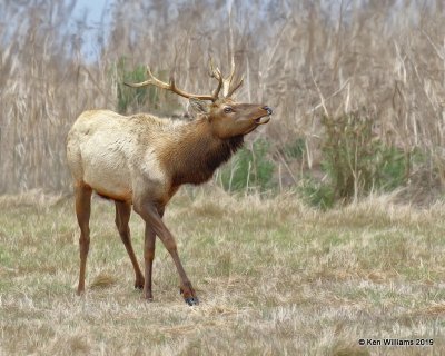 Tule Elk, Point Reyes, CA, 9-27-19, Jpa_04702.jpg