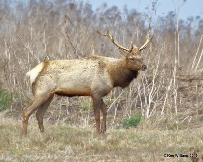 Tule Elk, Point Reyes, CA, 9-27-19, Jpa_04710.jpg