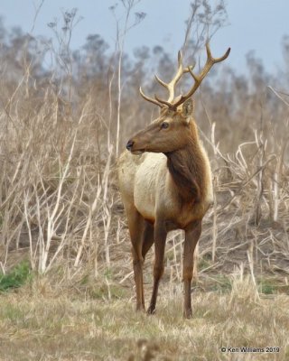 Tule Elk, Point Reyes, CA, 9-27-19, Jpa_04719.jpg