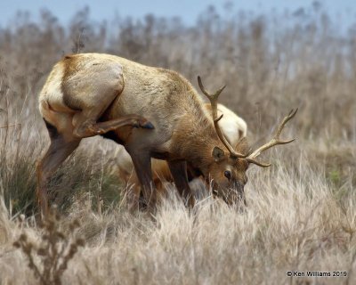 Tule Elk, Point Reyes, CA, 9-27-19, Jpa_04733.jpg
