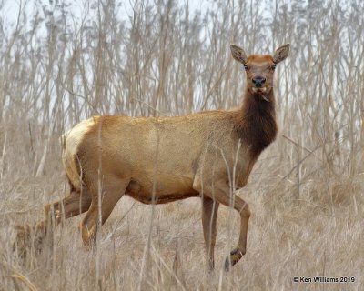 Tule Elk, Point Reyes, CA, 9-27-19, Jpa_04737.jpg