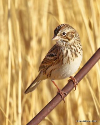 Vesper Sparrow, Filmore, UT, 9-21-19, Jpa_02479.jpg