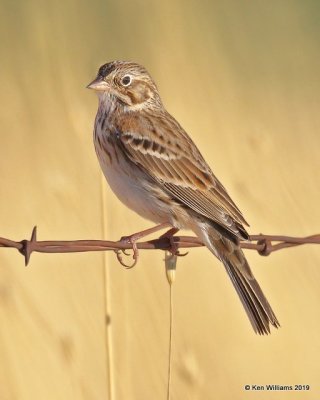 Vesper Sparrow, Filmore, UT, 9-21-19, Jpa_02505.jpg