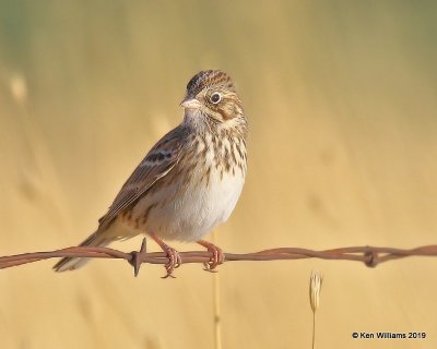 Vesper Sparrow, Filmore, UT, 9-21-19, Jpa_02511.jpg