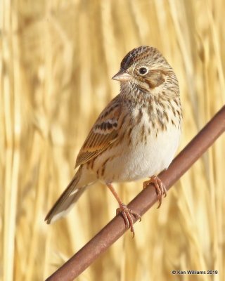 Vesper Sparrow, Filmore, UT, 9-21-19, Jpaa_02489.jpg