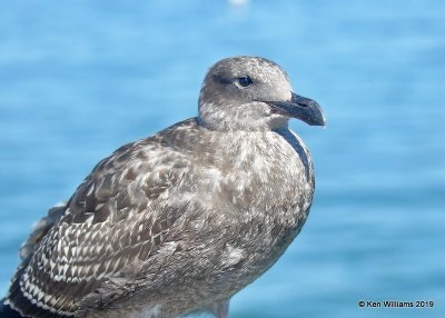 Western Gull juvenile, Monterey, CA, 9-26-19, Jpa_04006.jpg