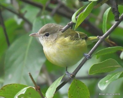 Bell's Vireo, Rogers Co yard, OK, 10-3-19, Jpa_41437.jpg