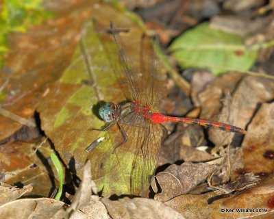 Blue-faced Meadowhawk male, Tulsa Co, OK, 10-21-19, Jpa_42433.jpg