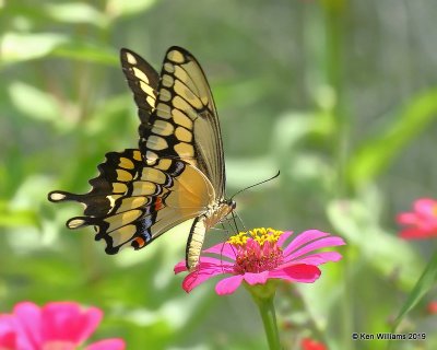 Giant Swallowtail, Rogers Co yard, OK, 8-5-19, Jpa_40500.jpg