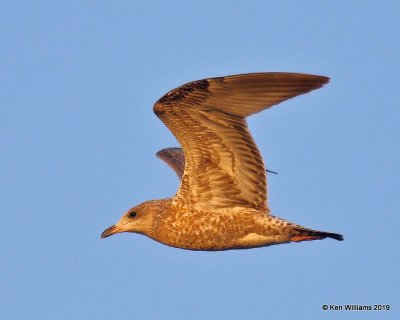 Herring Gull juvenile, Wagoner Co, OK, 10-4-19, Jpa_41492.jpg