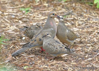 Mourning Dove juvenile being feed, Rogers Co yard, OK, 8-14-19, Jpa_40580.jpg