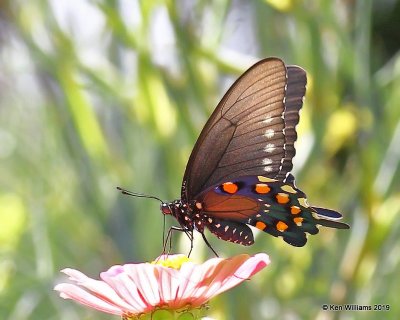 Pipevine Swallowtail, Rogers Co yard, OK, 7-30-19, Jpa_40264.jpg