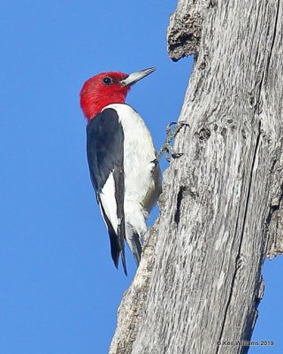 Red-headed Woodpecker, Tulsa Co, OK, 10-21-19, Jpa_42129.jpg