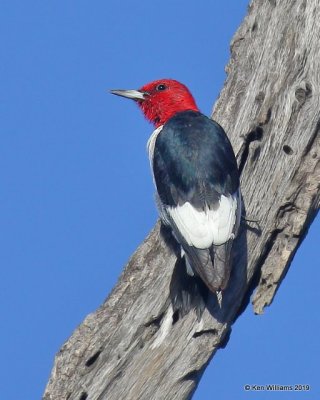 Red-headed Woodpecker, Tulsa Co, OK, 10-21-19, Jpa_42167.jpg