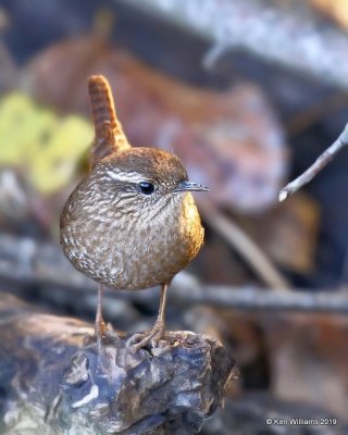 Winter Wren, Tulsa Co, OK, 10-21-19, Jpa_42233.jpg