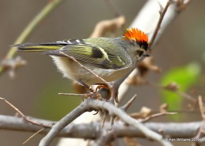 Golden-crowned Kinglet, Nowata Co, OK, 11-18-19, Jpa_43223.jpg