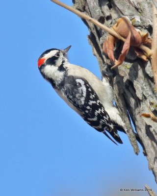 Downy Woodpecker male, Tulsa Co, OK, 11-14-19, Jpa_42815.jpg