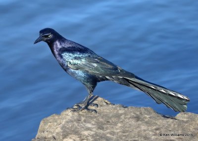 Great-tailed Grackle, Lake Hefner, Oklahoma Co, OK, 11-15-19, Jpa_42916.jpg