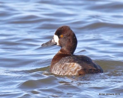 Lesser Scaup female, Lake Hefner, Oklahoma Co, OK, 11-15-19, Jpa_43043.jpg