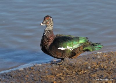 Muscovy Duck - domestic, Owasso, OK, 11-15-19, Jpa_43175.jpg