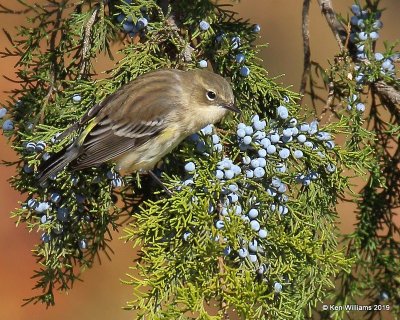 Yellow-rumped Warbler - Myrtle, Tulsa Co, OK, 11-14-19, Jpa_42613.jpg