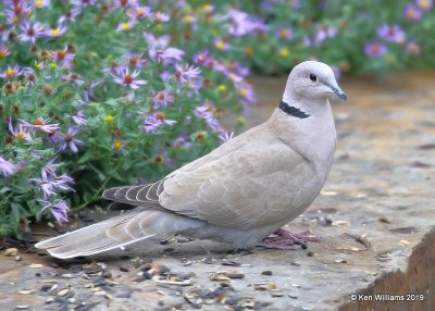 Eurasian Collard Dove, Rogers Co. yard, OK, 11-7-19, Jpa_42465.jpg