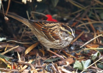 White-throated Sparrow, Rogers Co. yard, OK, 11-7-19, Jpa_42472.jpg