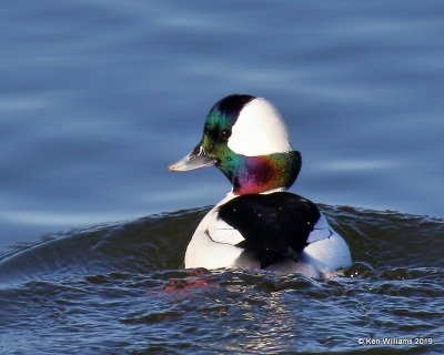 :Bufflehead: