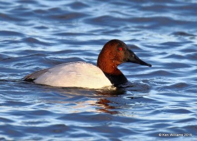 Canvasback male, Oklahoma Co, OK, 12-31-19,  Jpa_44364.jpg