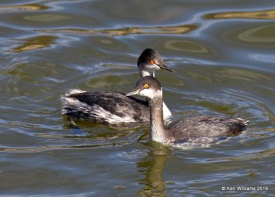 Eared Grebes nonbreeding plumage, Canadian Co, OK, 12-31-19,  Jpa_44905.jpg