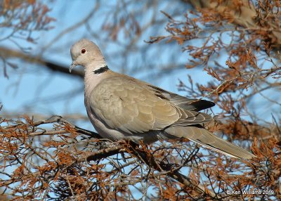 Eurasian Collared-Dove, Canadian Co, OK, 12-31-19,  Jpa_44745.jpg