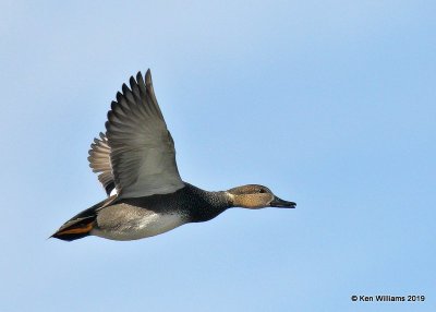 Gadwall male, Oklahoma Co, OK, 12-31-19,  Jpa_44785.jpg