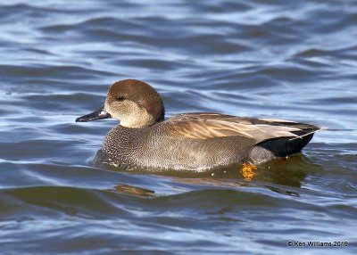 Gadwall male, Oklahoma Co, OK, 12-31-19,  Jpa_44815.jpg