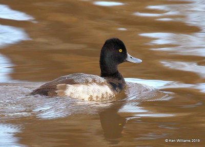 Lesser Scaup male, Oklahoma Co, OK, 12-31-19,  Jpa_44573.jpg