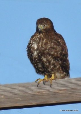 Red-tailed Hawk Harlan's juvenile,  Osage Co, OK, 12-31-19, Jpa_44079.jpg