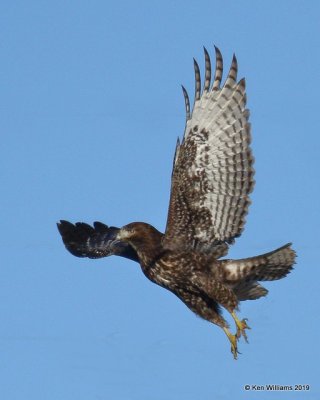 Red-tailed Hawk Harlan's juvenile,  Osage Co, OK, 12-31-19, Jpa_44092.jpg