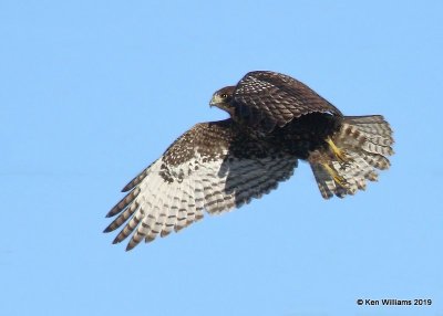 Red-tailed Hawk Harlan's juvenile,  Osage Co, OK, 12-31-19, Jpa_44093.jpg