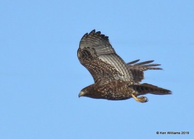 Red-tailed Hawk Harlan's juvenile,  Osage Co, OK, 12-31-19, Jpa_44099.jpg