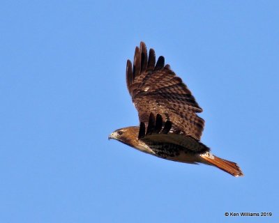 Red-tailed Hawk Western subspecies, Noble Co, OK, 12-31-19, Jpa_43970.jpg
