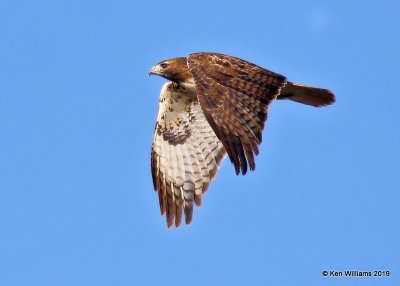 Red-tailed Hawk Western subspecies, Noble Co, OK, 12-31-19, Jpa_43974.jpg