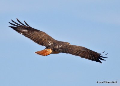 Red-tailed Hawk Western subspecies, Noble Co, OK, 12-31-19, Jpa_44001.jpg