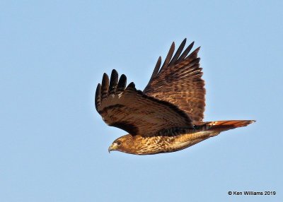 Red-tailed Hawk Western subspecies, Osage Co, OK, 12-31-19, Jpa_44122.jpg