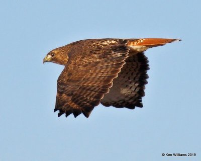 Red-tailed Hawk Western subspecies, Osage Co, OK, 12-31-19, Jpa_44123.jpg