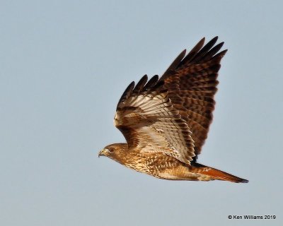 Red-tailed Hawk Western subspecies, Osage Co, OK, 12-31-19, Jpa_44129.jpg